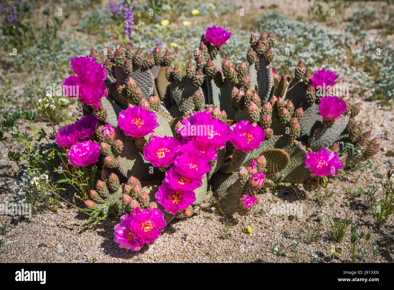 Der Beavertail Kaktus blühen im Joshua Tree Nationalpark, Kalifornien, USA Stockfoto