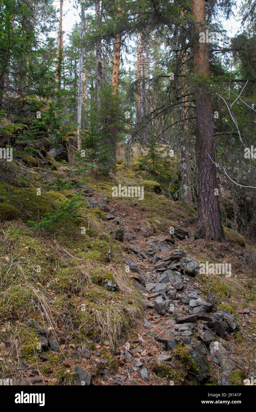 Ein Weg von Steinen unter den wilden dichten Wald Stockfoto