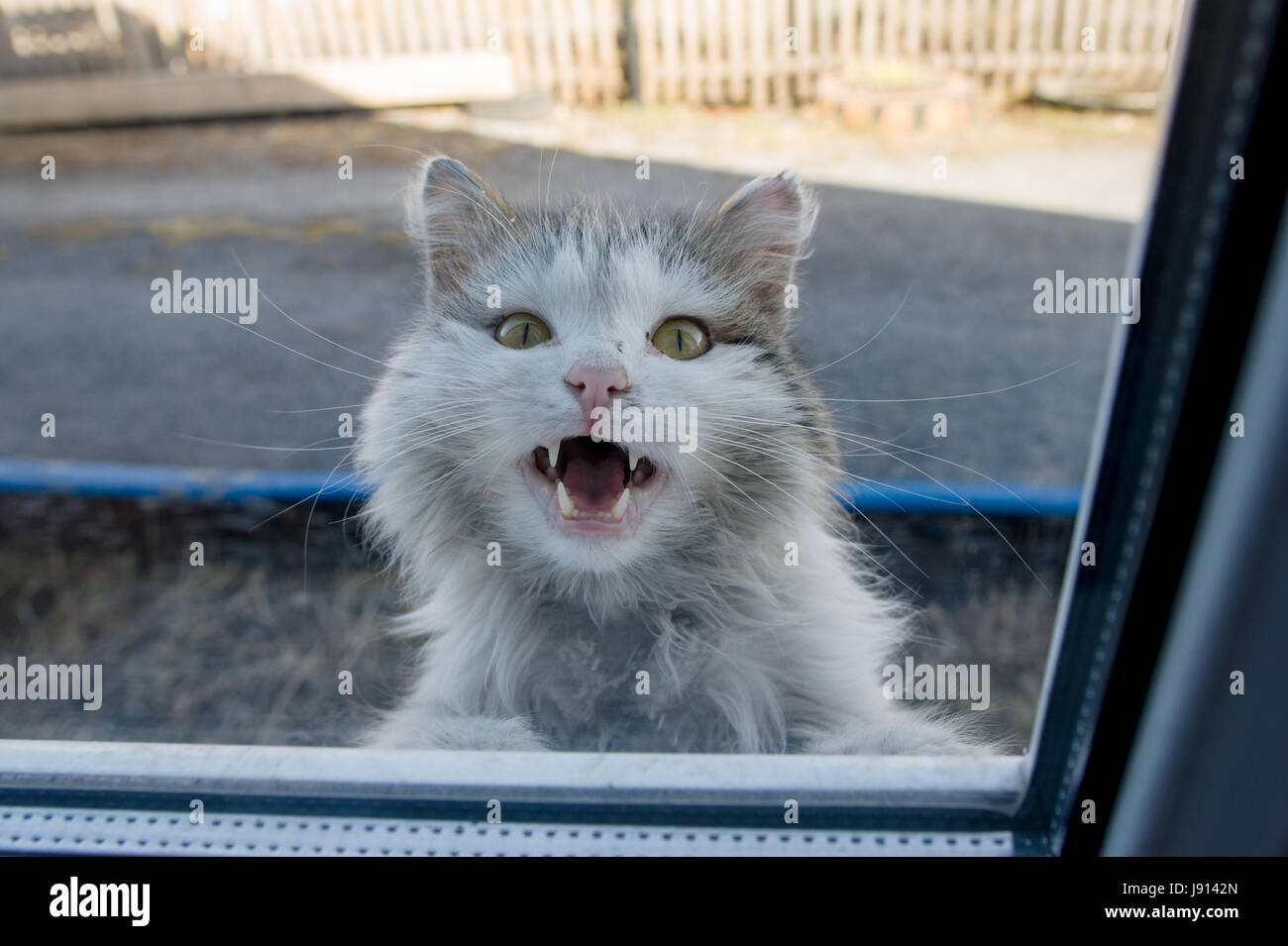 Weiße flauschige Katze aus dem Fenster spähen Stockfoto