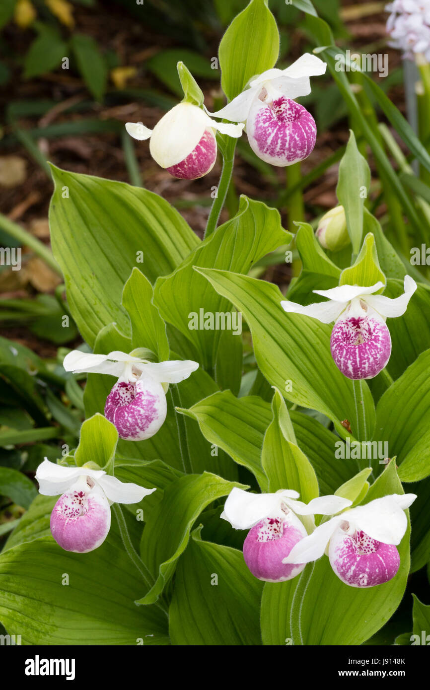 Rosa und weiße Blüten von hardy Cypripedium 'Ulla Silkens', ein Juni blühende Orchidee terrestrischen Pantoffel Stockfoto