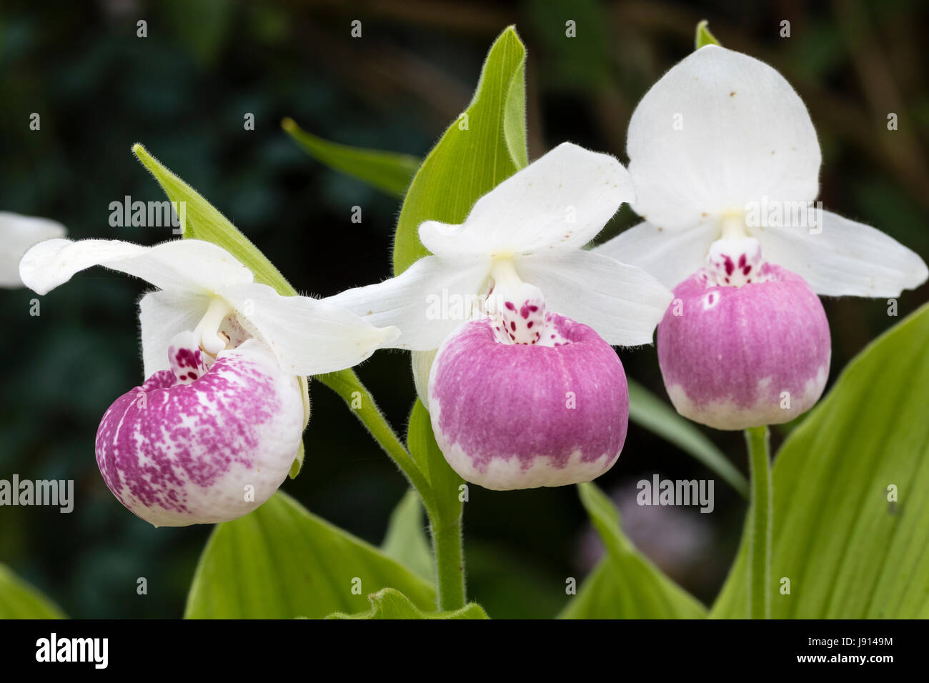 Rosa und weiße Blüten von hardy Cypripedium 'Ulla Silkens', ein Juni blühende Orchidee terrestrischen Pantoffel Stockfoto