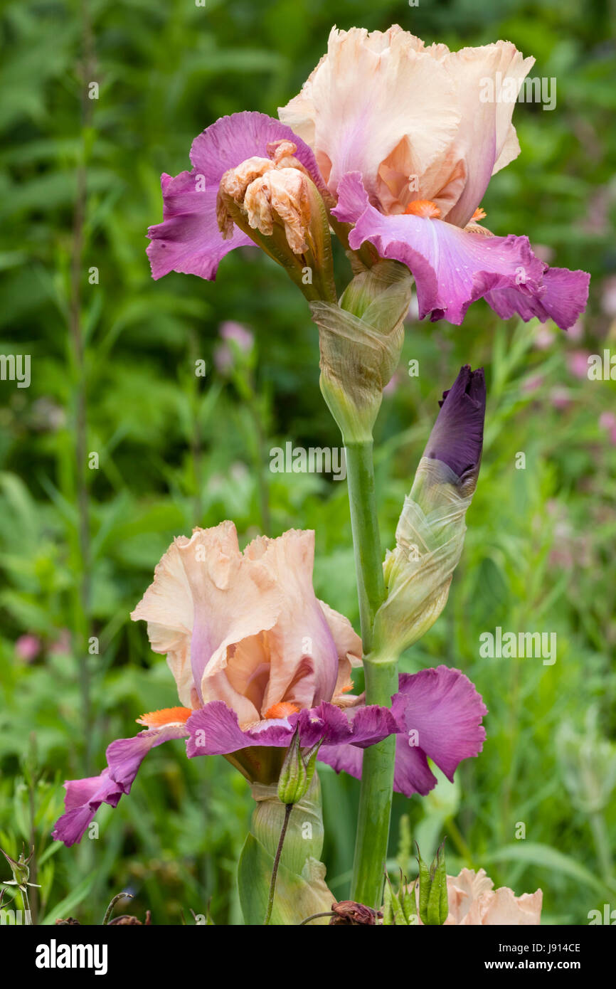 Zerzauste Blüten im späten Mai blühenden, duftenden, hohen Bartiris, Iris "Coquetterie" Stockfoto