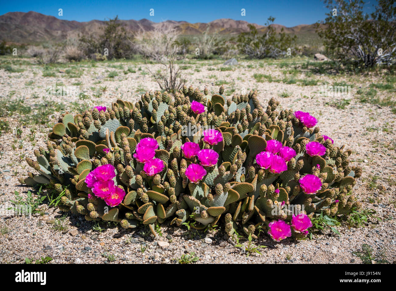 Der Beavertail Kaktus blühen im Joshua Tree Nationalpark, Kalifornien, USA Stockfoto