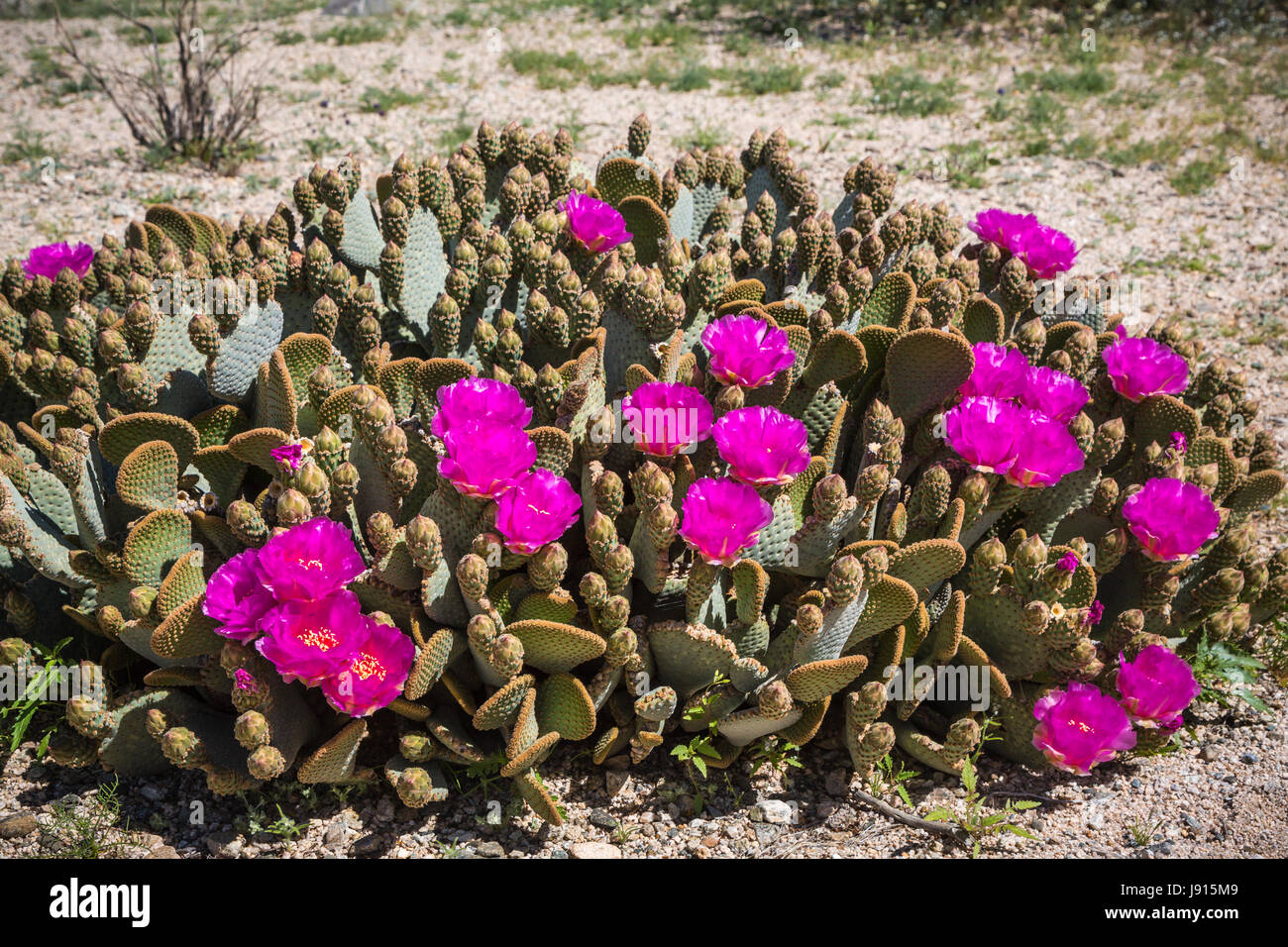 Der Beavertail Kaktus blühen im Joshua Tree Nationalpark, Kalifornien, USA Stockfoto