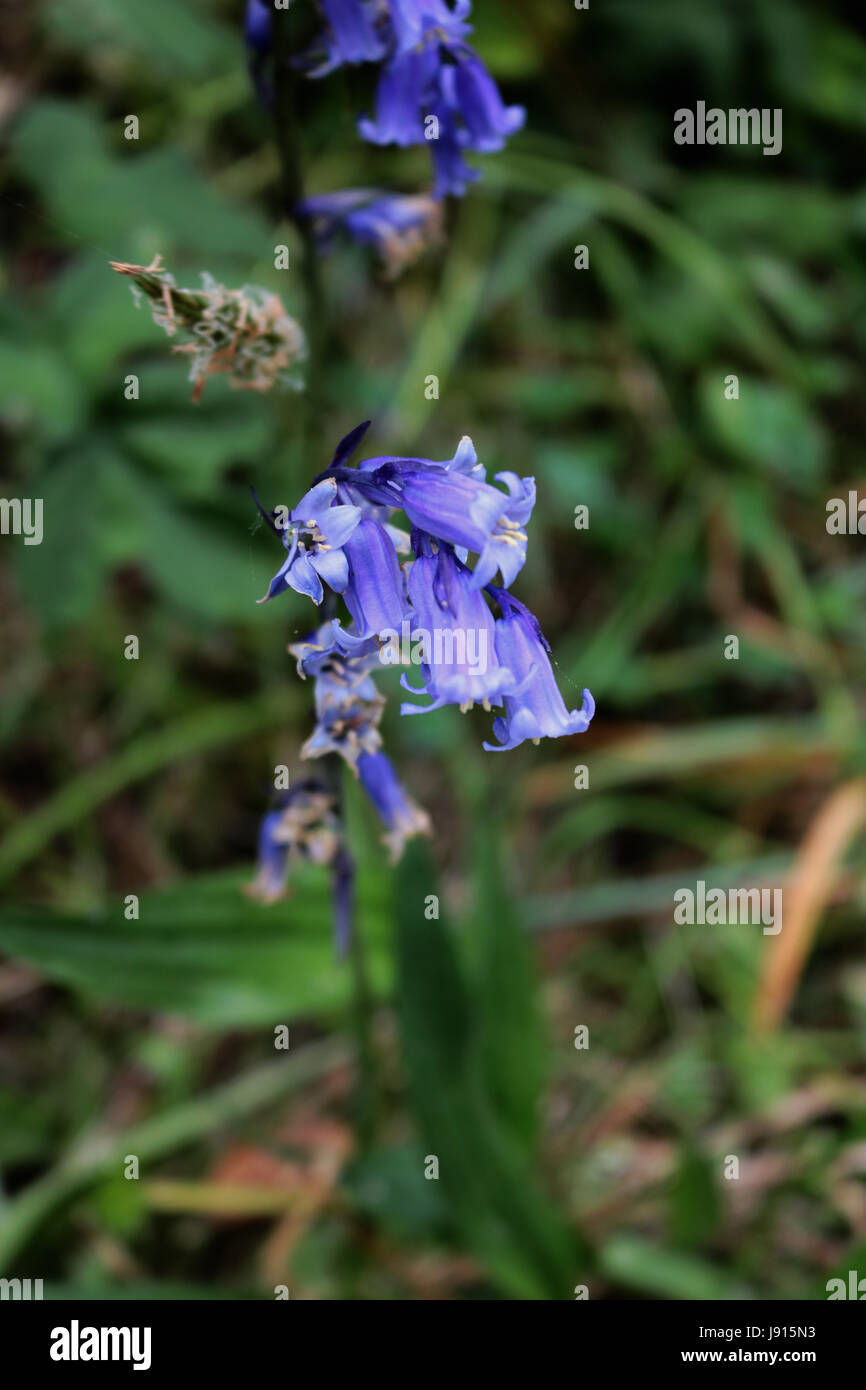 Glockenblumen Stockfoto