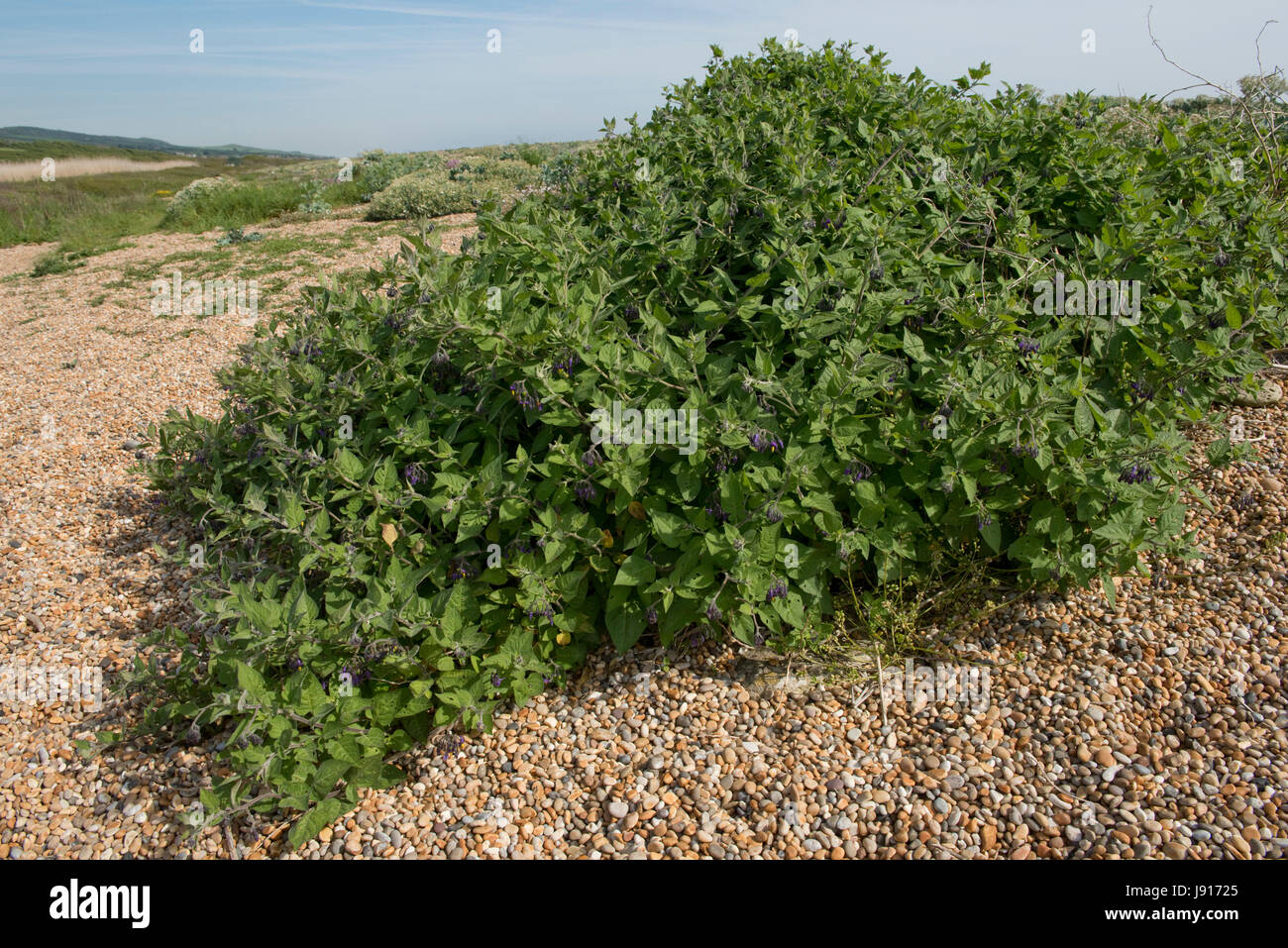 Holzige Nachtschatten oder Zartbitter, Solanum Dulcamara, blühende Pflanze wächst in die Schindel Chesil Beach, Dorset, Mai Stockfoto