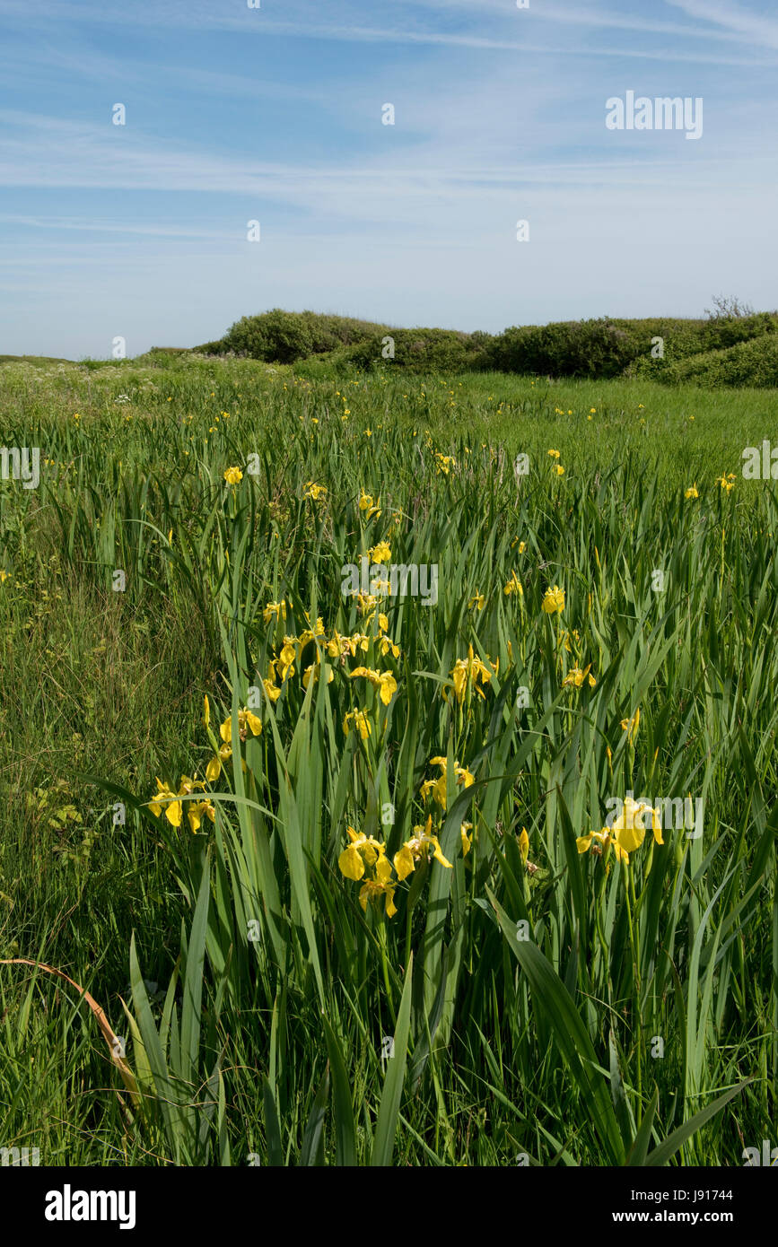 Gelbe Flagge oder Fahne Iris, Iris Pseudocorus, blüht im Feuchtgebiet Sümpfe Behing Chesil Beach in Dorset, Mai Stockfoto