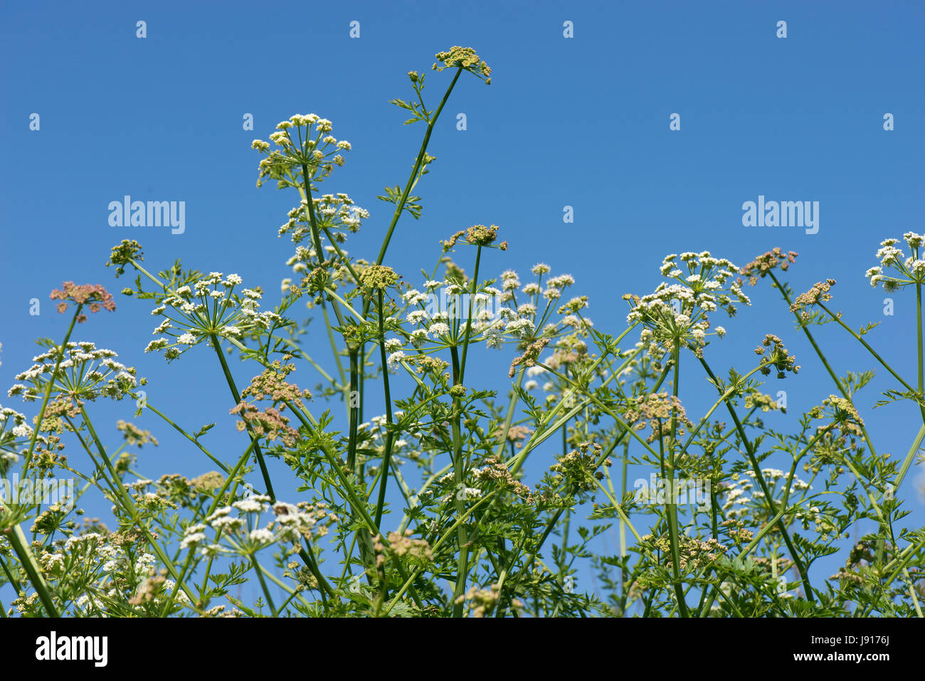 Hemlock Wasser asiatische, Oenanthe Crocata, weiße Dolden giftiger Doldengewächse Pflanze gegen einen blauen Sommerhimmel, Chesil Beach, Dorset, Mai Stockfoto
