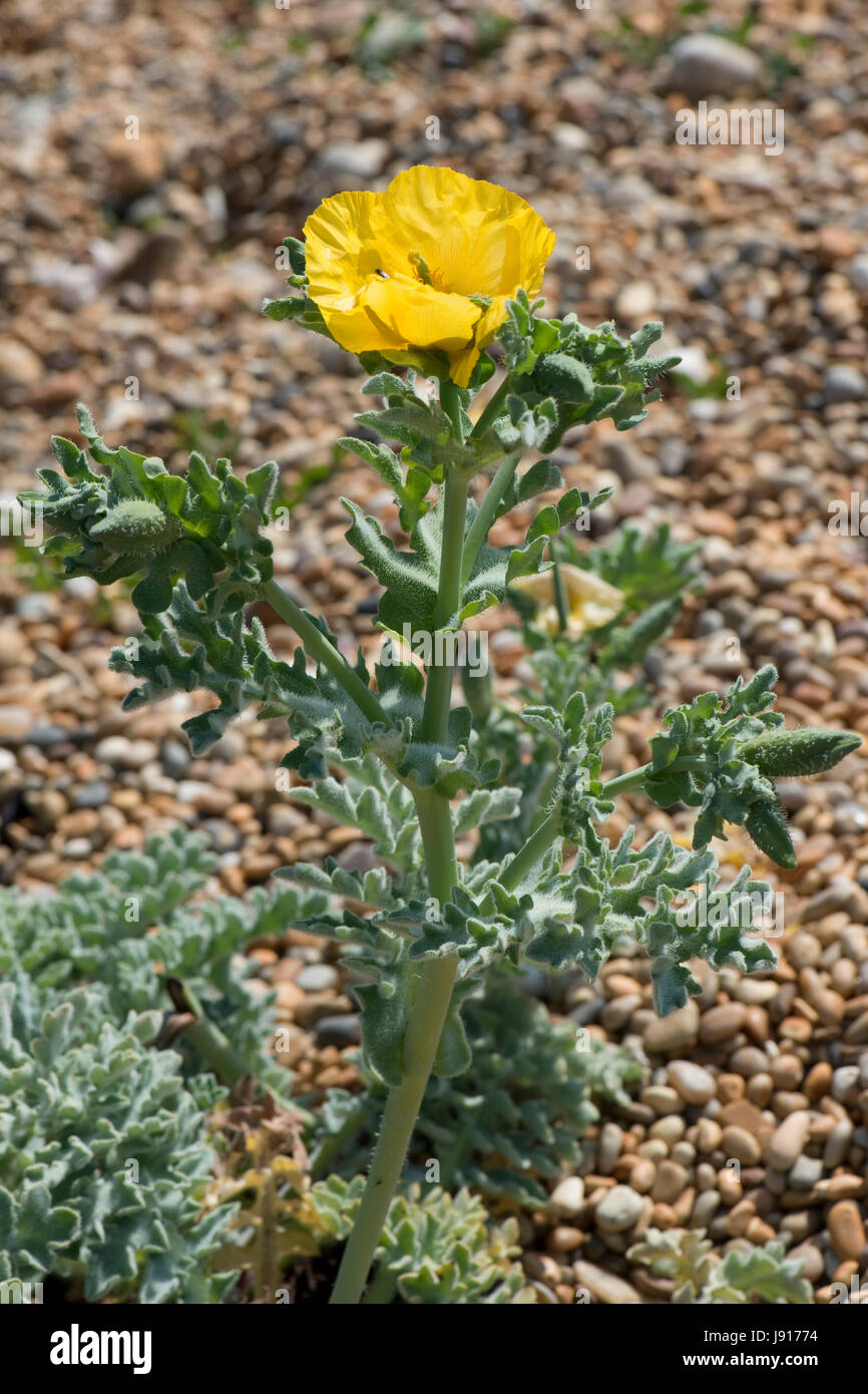 Gelbe gehörnten Mohn oder gelbe Hornpoppy, Glaucium Flaviium, Pflanze, Blüte wachsen auf Schindel auf Chesil Beach in Dorset, kann Stockfoto