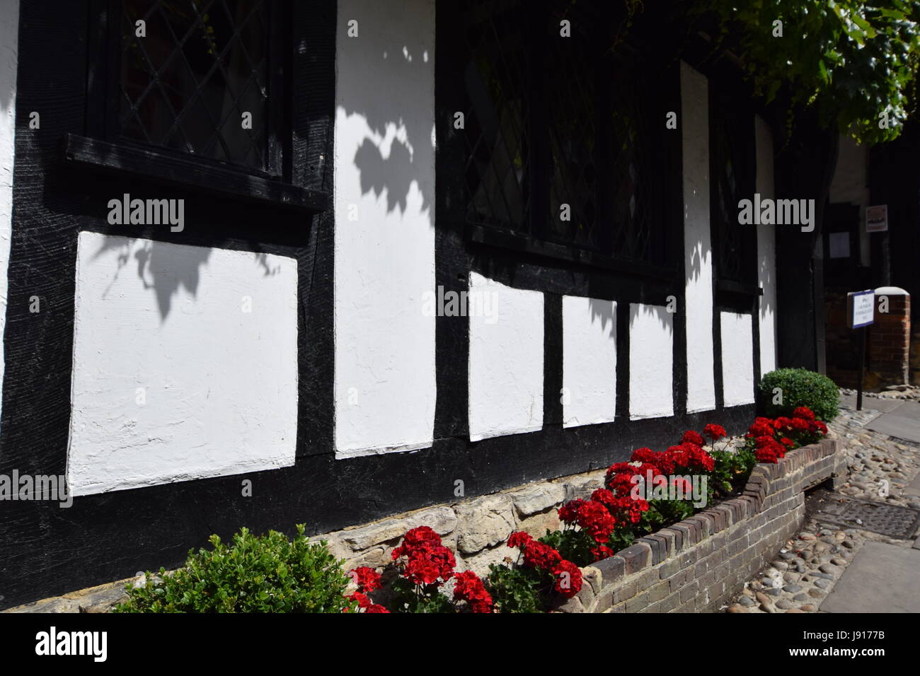 Tudor Nelken in Rye Stockfoto