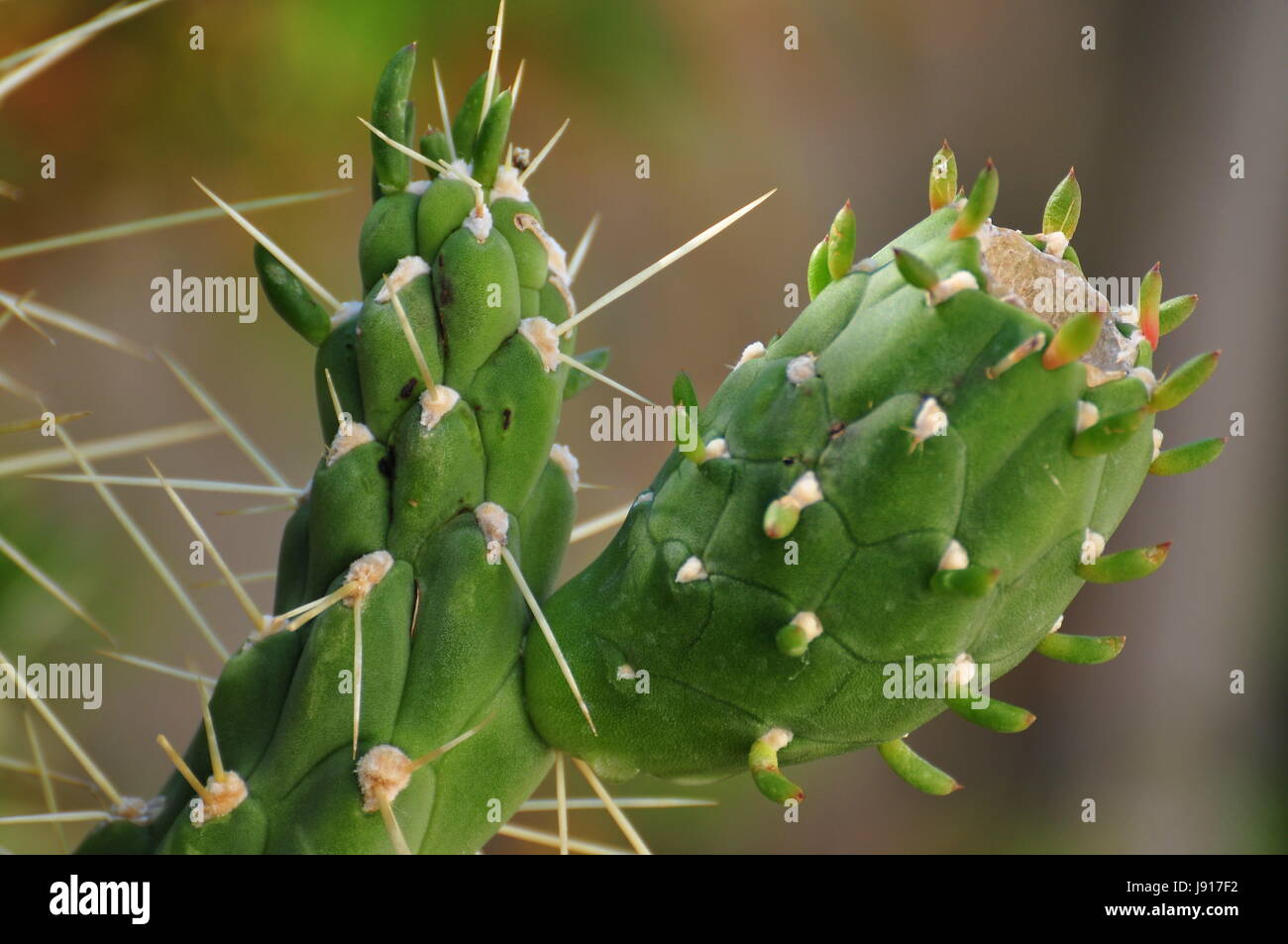 Pflanze, Kaktus, Kreta, Pflanze, Kaktus, Kreta, Kakteengewchs, Bedecktsamer  Stockfotografie - Alamy
