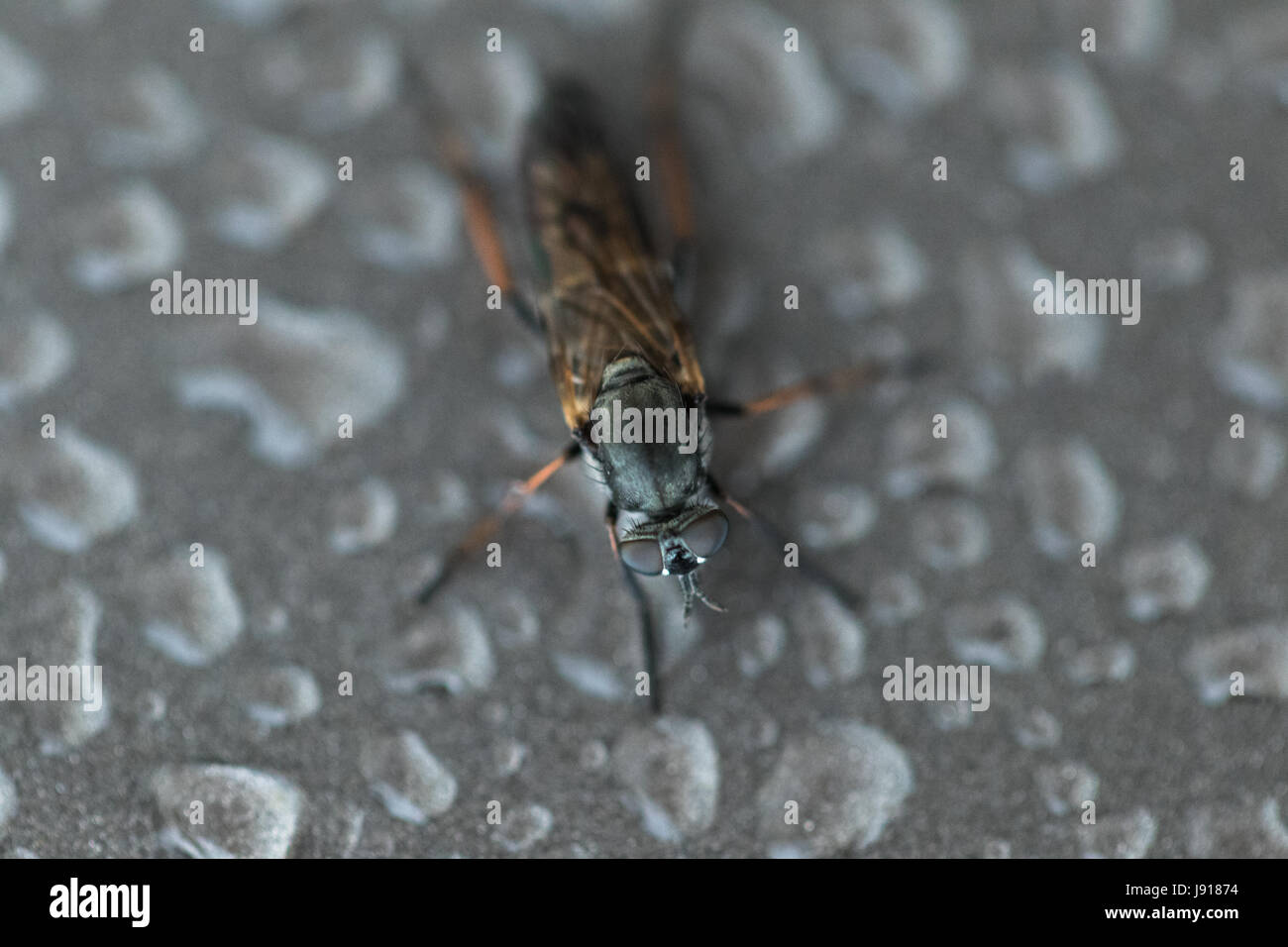 braune Insekt Stockfoto