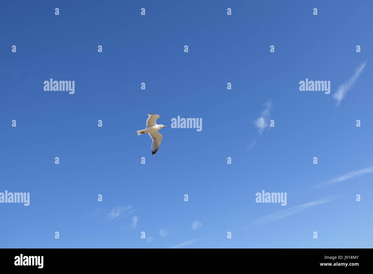 Tudor Nelken in Rye Stockfoto