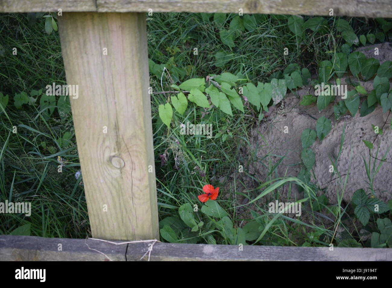 Rote Nelken in Rye Stockfoto