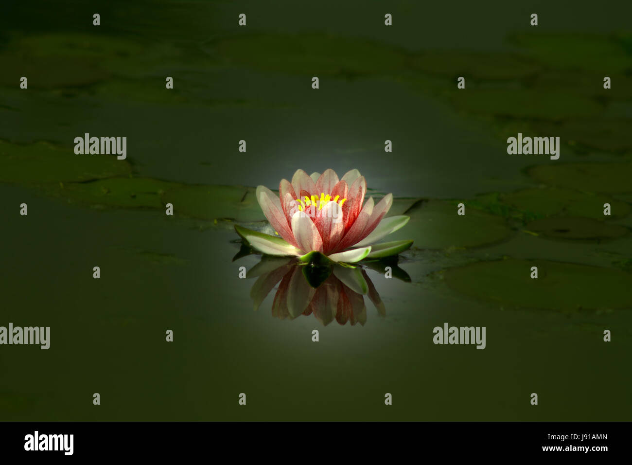 Schöne Lotosblume in einem Teich, spiegelt sich im Wasser