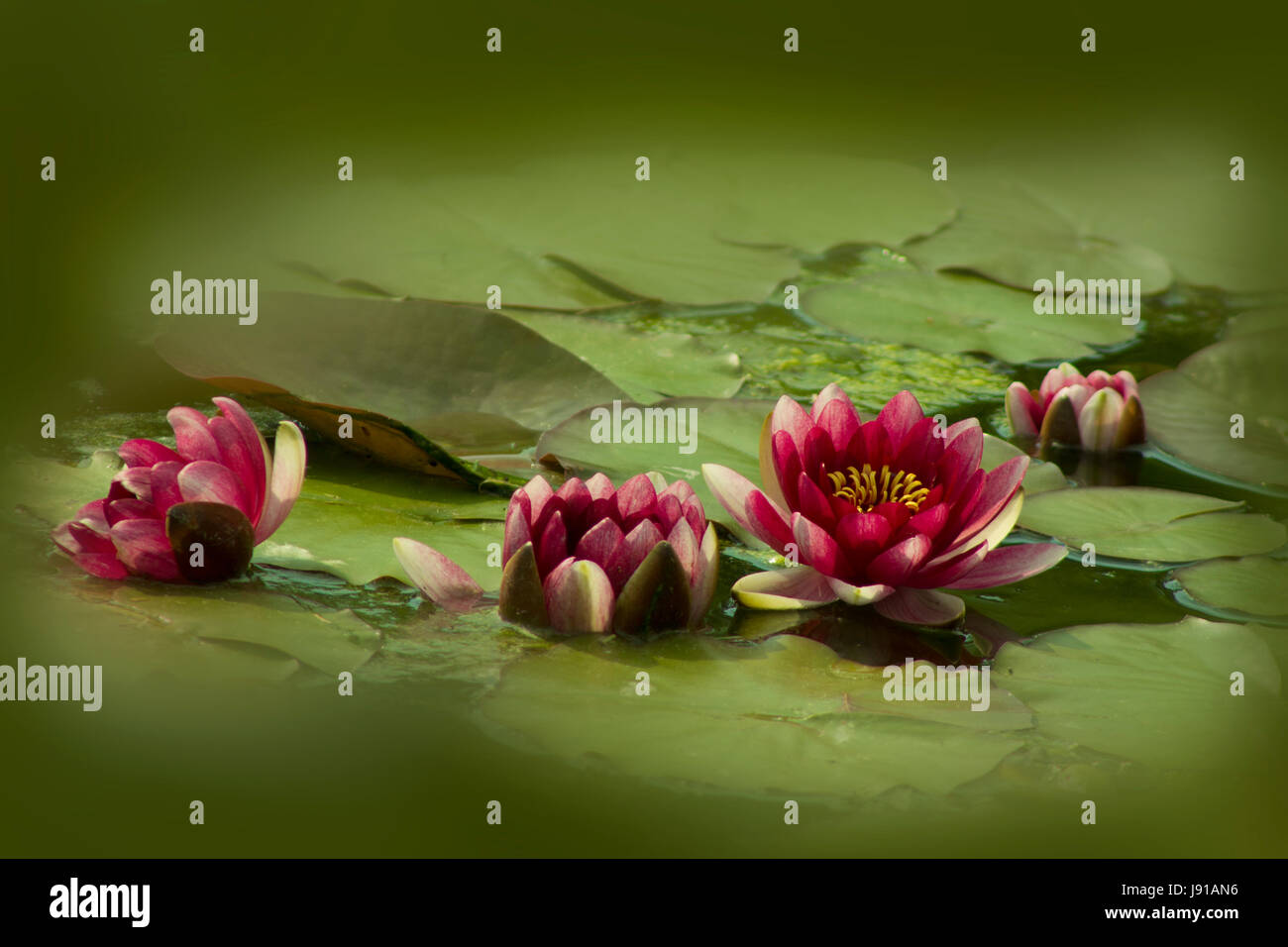 Schöne Lotosblume in einem Teich, Lotusblüte, auf grünem Hintergrund