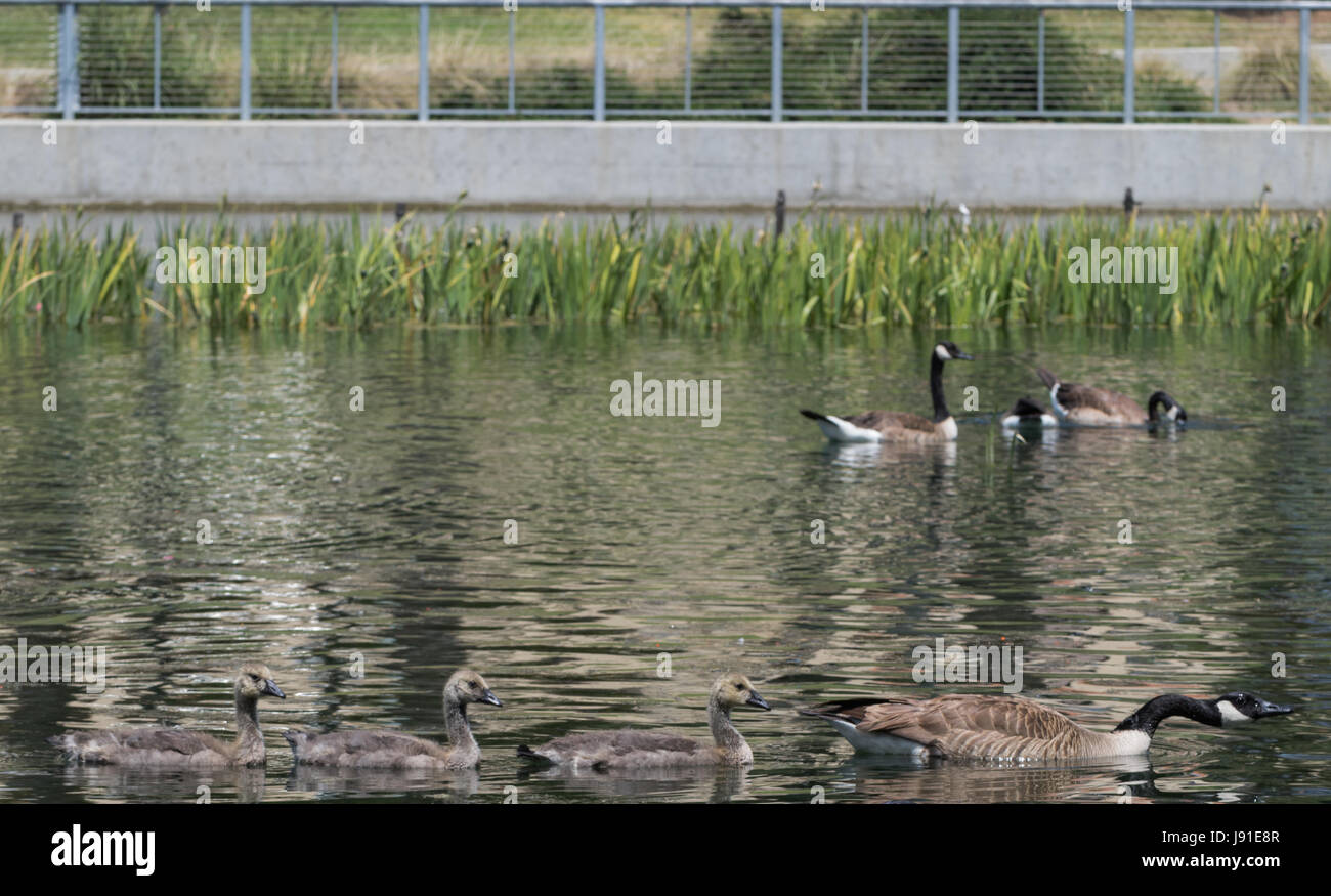 Die braune Entenfamilie Stockfoto