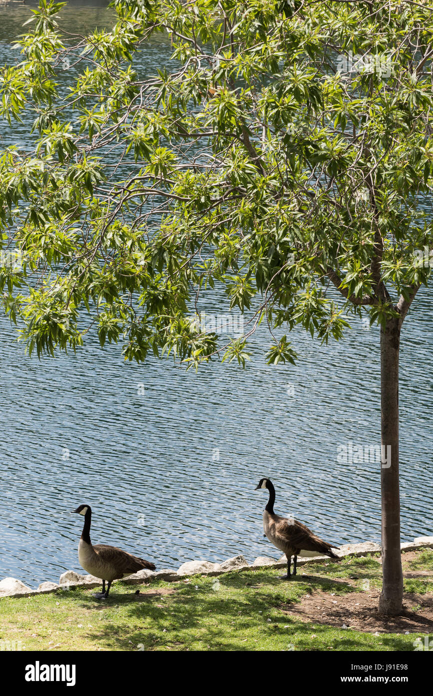Zwei Enten am See Stockfoto