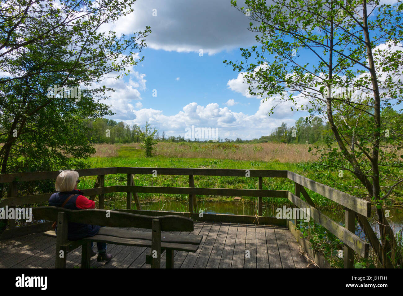 Sculthorpe, Moor, Naturschutzgebiet, Feuchtgebiet, Norfolk, England, UK Stockfoto