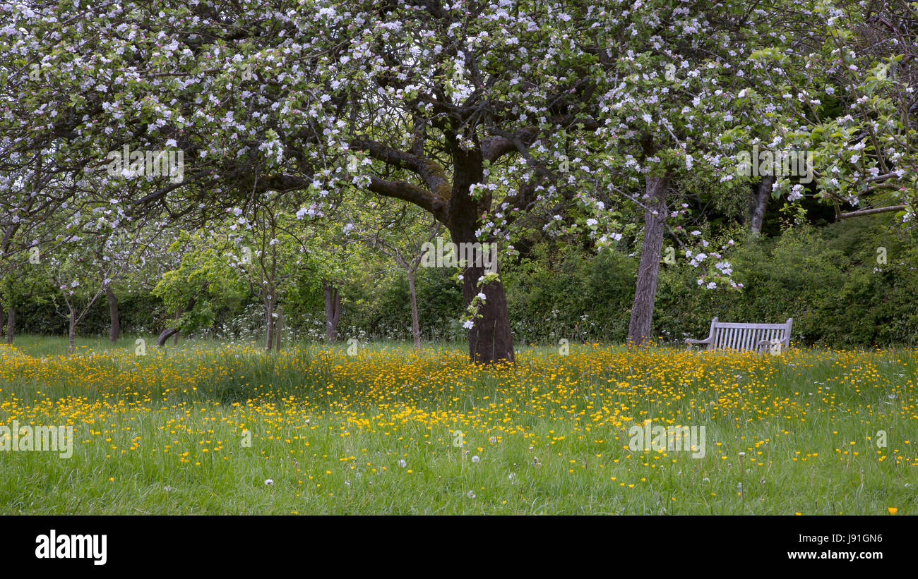 Bank unter die Butterblumen Stockfoto