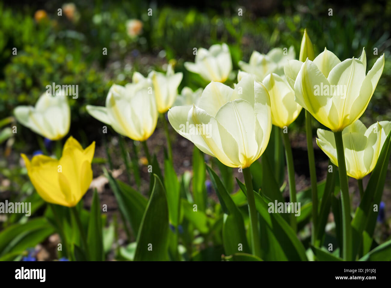 Beet voller Tulpen. Stockfoto