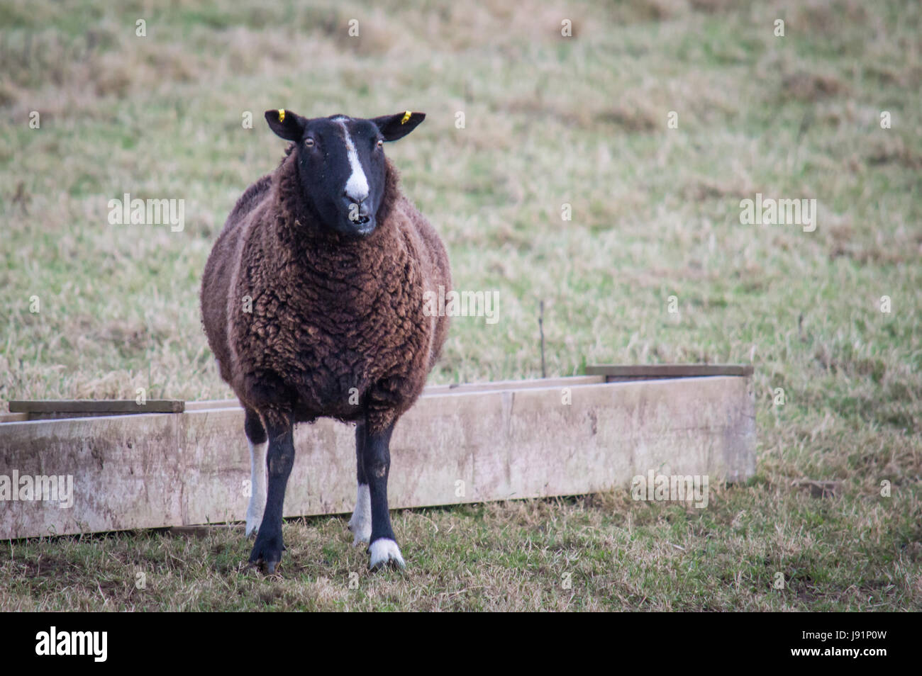 Balwen Welsh Mountain Schafe vor der hölzernen Trog Stockfoto