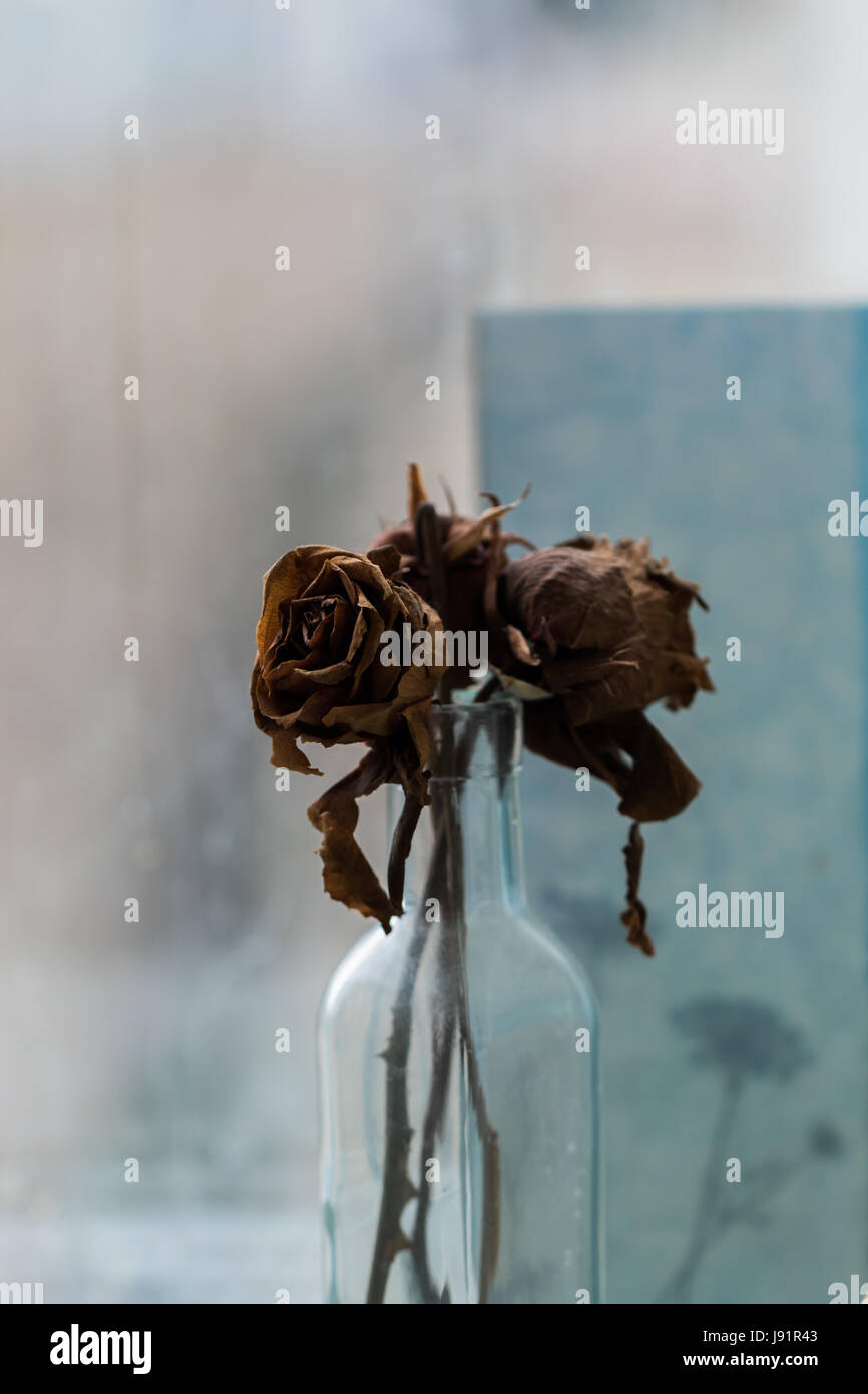 Trockenen Rosenstrauß in einer vase Stockfoto