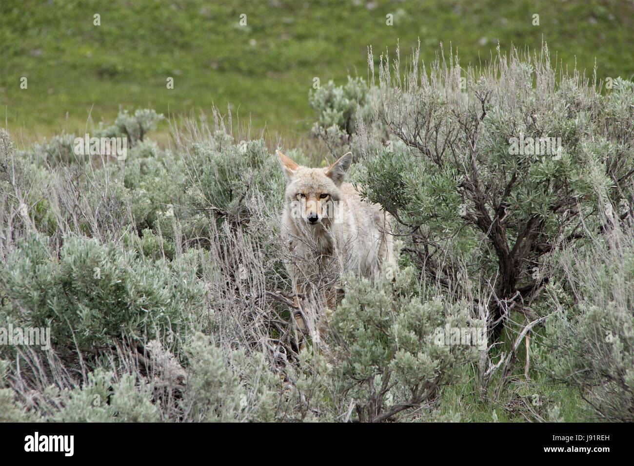 Yellowstone-Nationalpark - Coyote Stockfoto