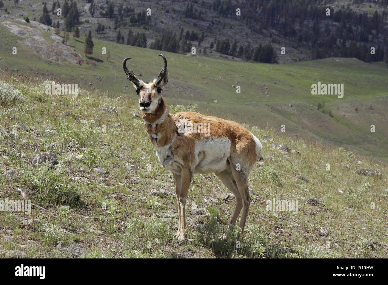 Yellowstone-Nationalpark - Pronghorn Antilope Stockfoto