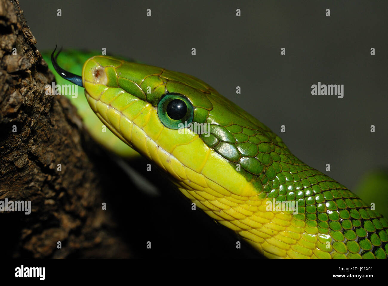 Reptil, grün, Zunge, Schlange, gelb, Kopf, Reptil, grün, Zunge, Auge  Stockfotografie - Alamy