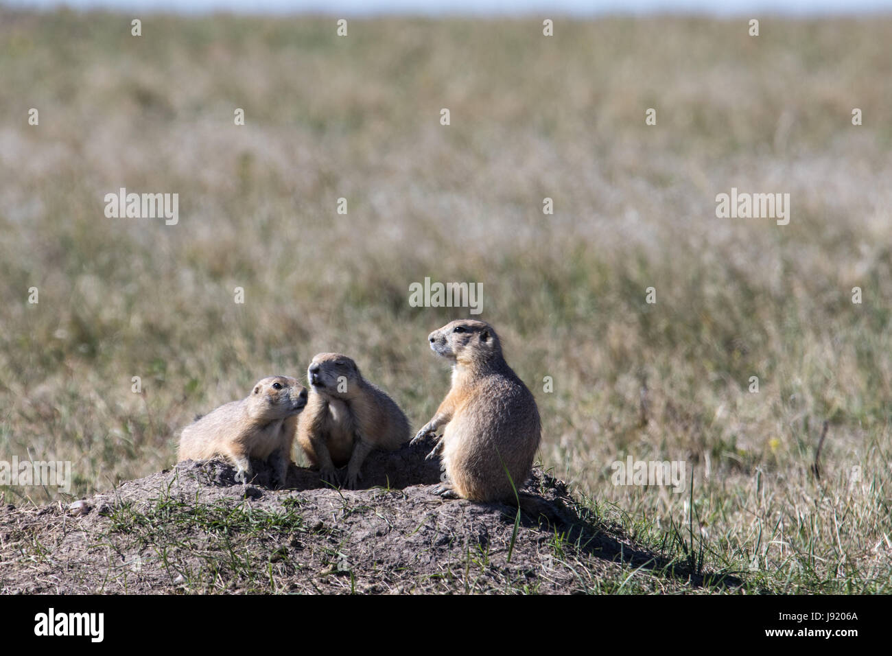 Präriehunde in den Badlands von South Dakota Stockfoto
