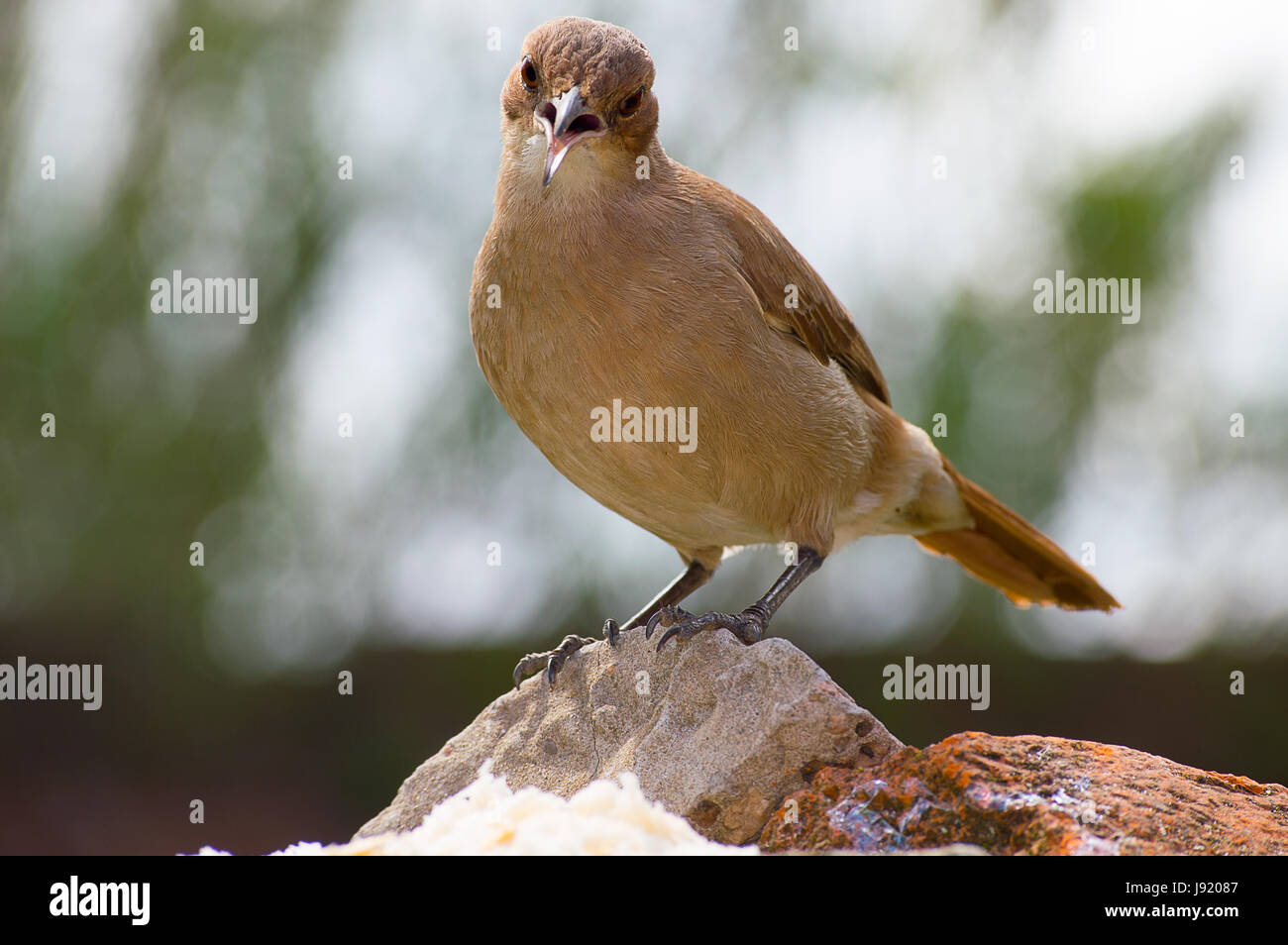 unbewegte Vogel auf den Steinen Stockfoto