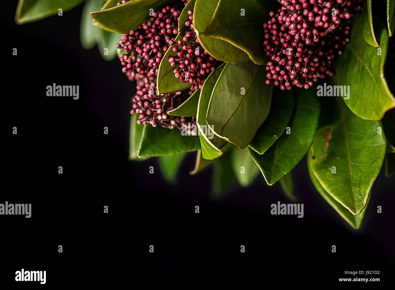 Rot/rosa Blumen auf einem Skimmia Stockfoto