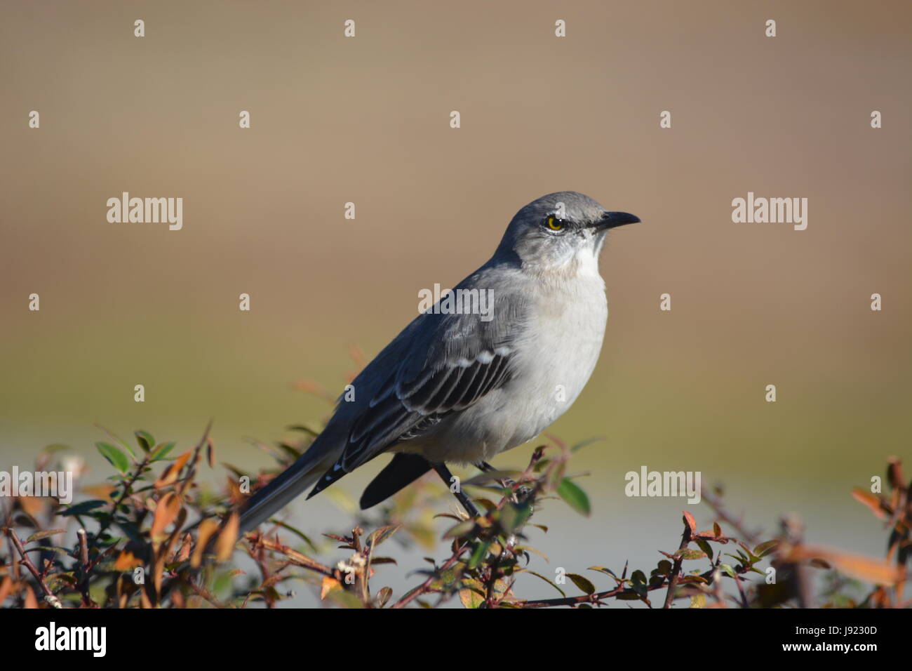 Spottdrossel sitzt ziemlich Stockfoto