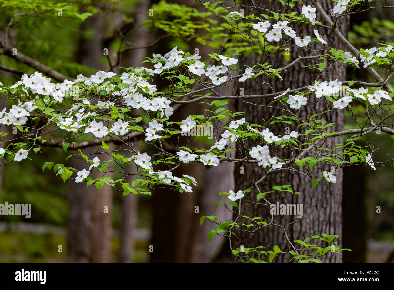 Hartriegel Blüten auf ihrem Höhepunkt nach einem Frühlingsregen. Stockfoto