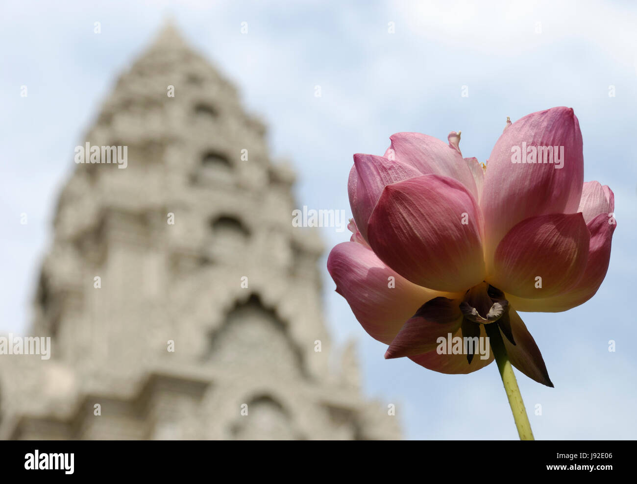 Lotus, Kambodscha, Seerosen, Tempel, Pflanze, Blume, Blüte, Blüte, gedeihen, Stockfoto