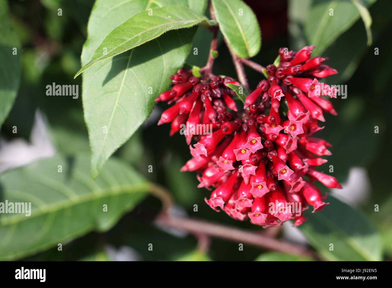 Nacht, Nacht, Tropical, Jasmin, Blatt, Makro, Nahaufnahme, Makro-Aufnahme, Stockfoto