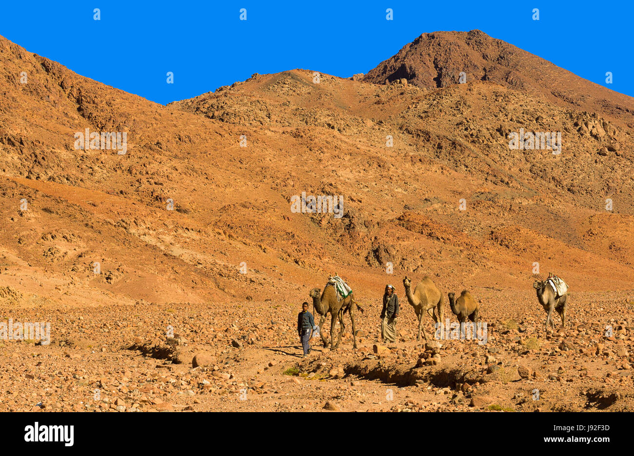 Wüste, Wüste, Kamel, Ägypten, Beduinen, Wüste, Ödland, Kamel, auf dem Weg, Stockfoto