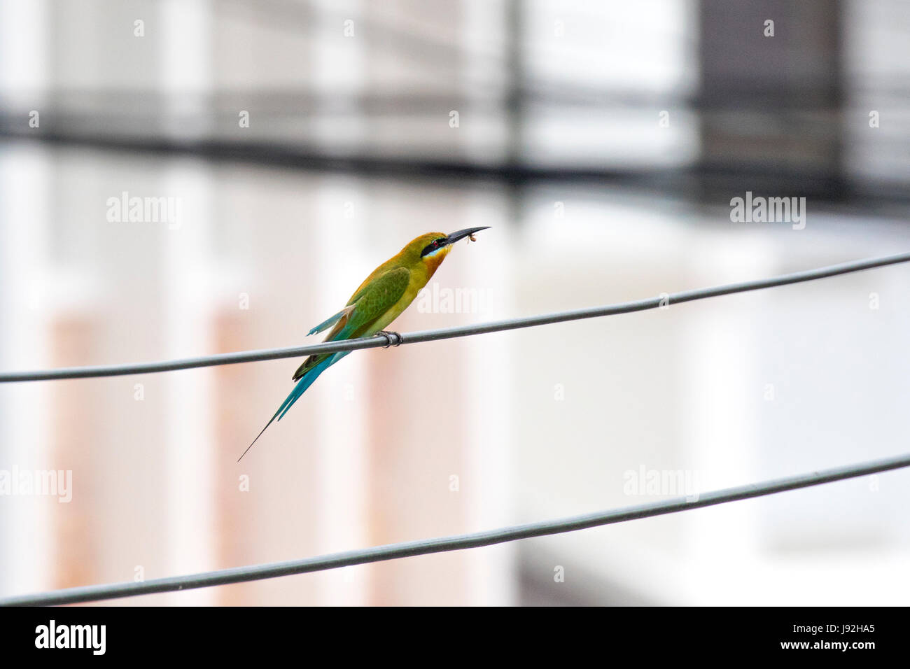 Blau-tailed Bienenfresser (Merops Philippinus) fing seine Beute hocken auf einem Draht in Bangkok, Thailand Stockfoto