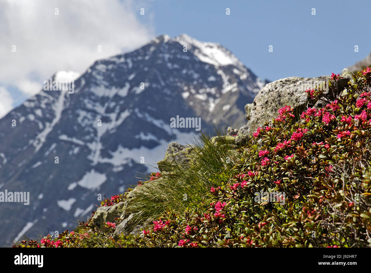 Blume, Pflanze, Blüte, Blüte, blühen, blühend, Alpen, Hawk, Alpenrose, Stockfoto