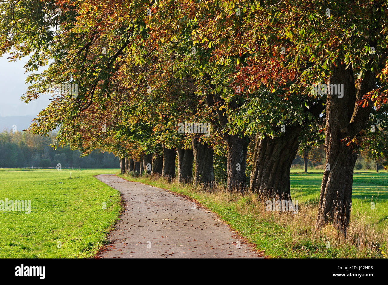 Laubbaum, Avenue, Kastanienbaum, Wiese, Stamm, Herbst, Herbst, Laub Stockfoto