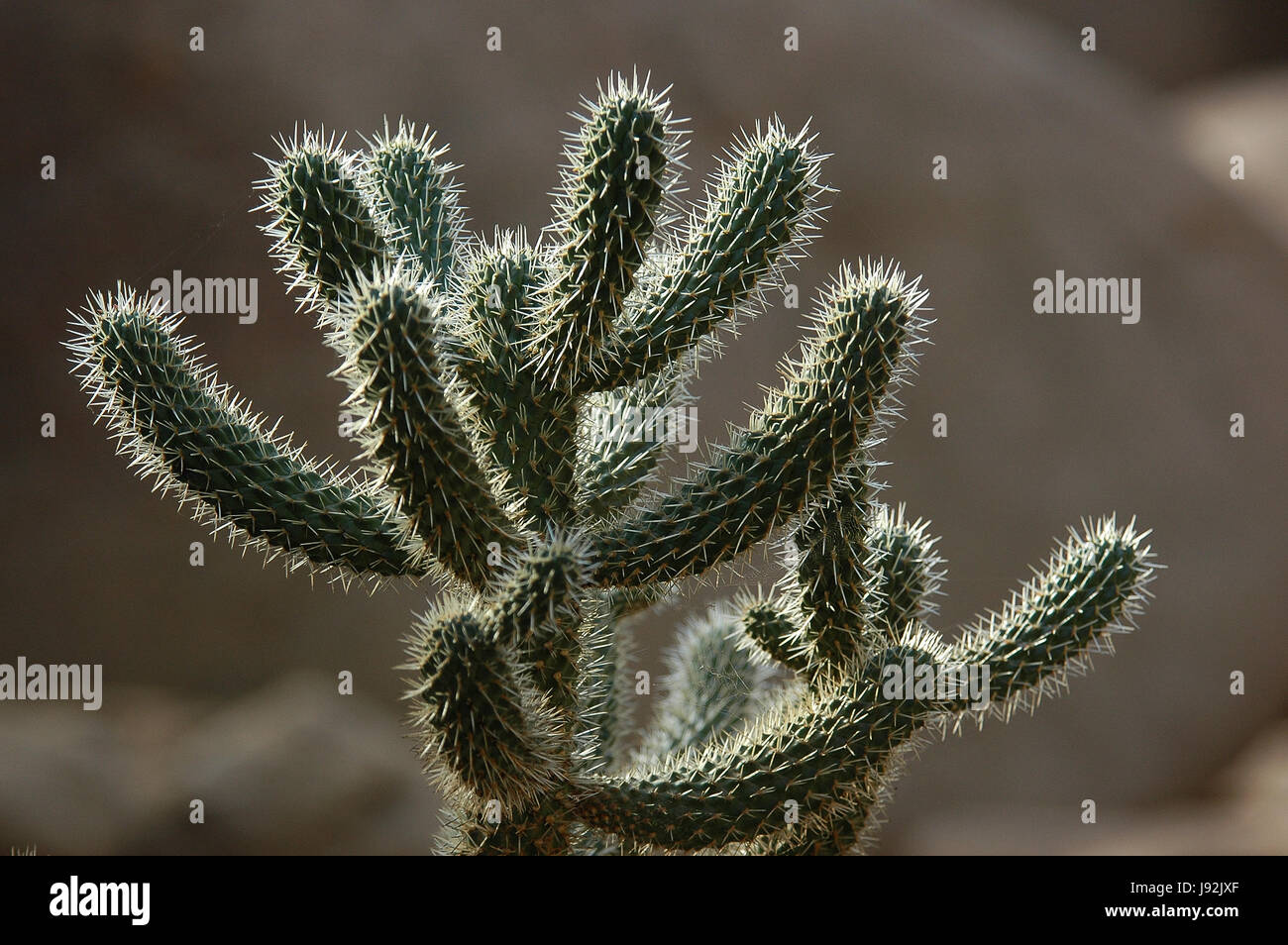 Prickeln, Kaktus, Pflanze, Natur, Prickeln, Kakteen, Kaktus, Sting, Pflanze, Natur, Wste grn Stockfoto