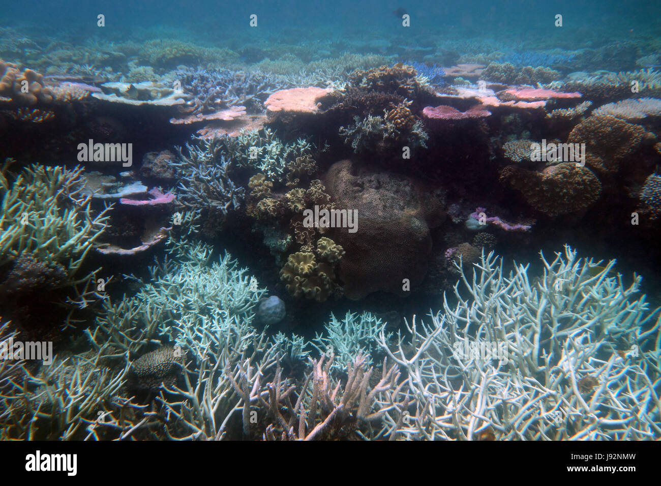 Flache gebleicht Korallenriff Great Barrier Reef, Queensland, Australien, Mar2017 Stockfoto