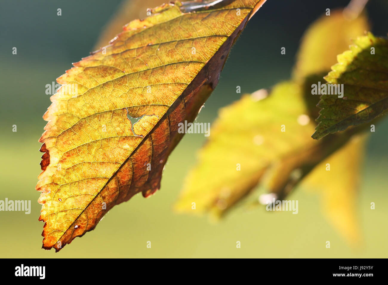 Blatt, Blätter, Sonnenstrahlen, Golden, Oktober, Laub, Herbst, Herbst, Orange, Glanz, Stockfoto