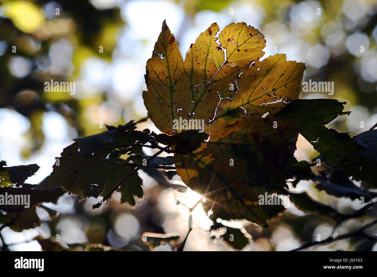 der Herbst Blatt Stockfoto