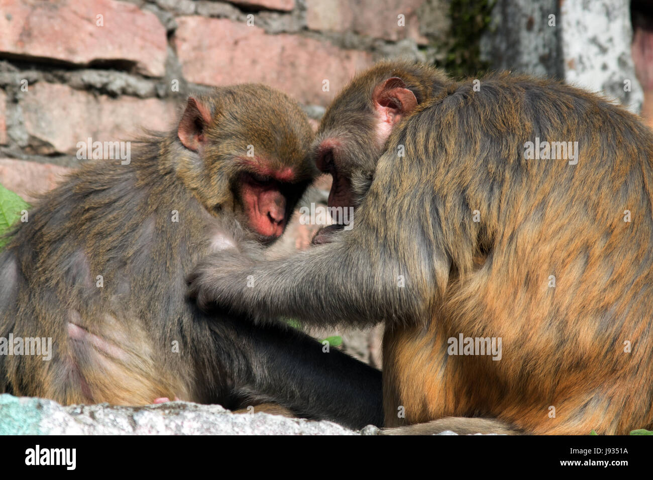 Zwei Makaken pflegen einander nahe Observatory Hill, West Bengal Darjeeling Indien Stockfoto