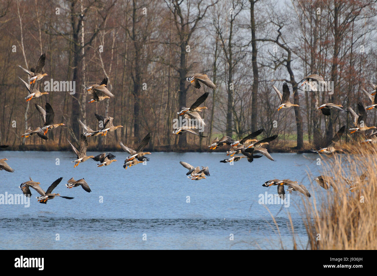 Flug, Verwirrung, Chaos, Mengenermittlung, frisches Wasser, Teich, Wasser, Anfang, Salz Stockfoto