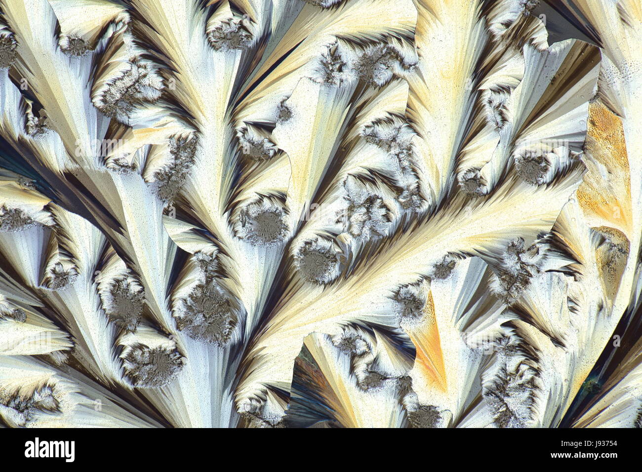 Kristalle von gemeinsamen Schmerzmittel Paracetamol (Panadol/Panacod).  Mikroskopbild, fotografiert in polarisiertem Licht. Stockfoto