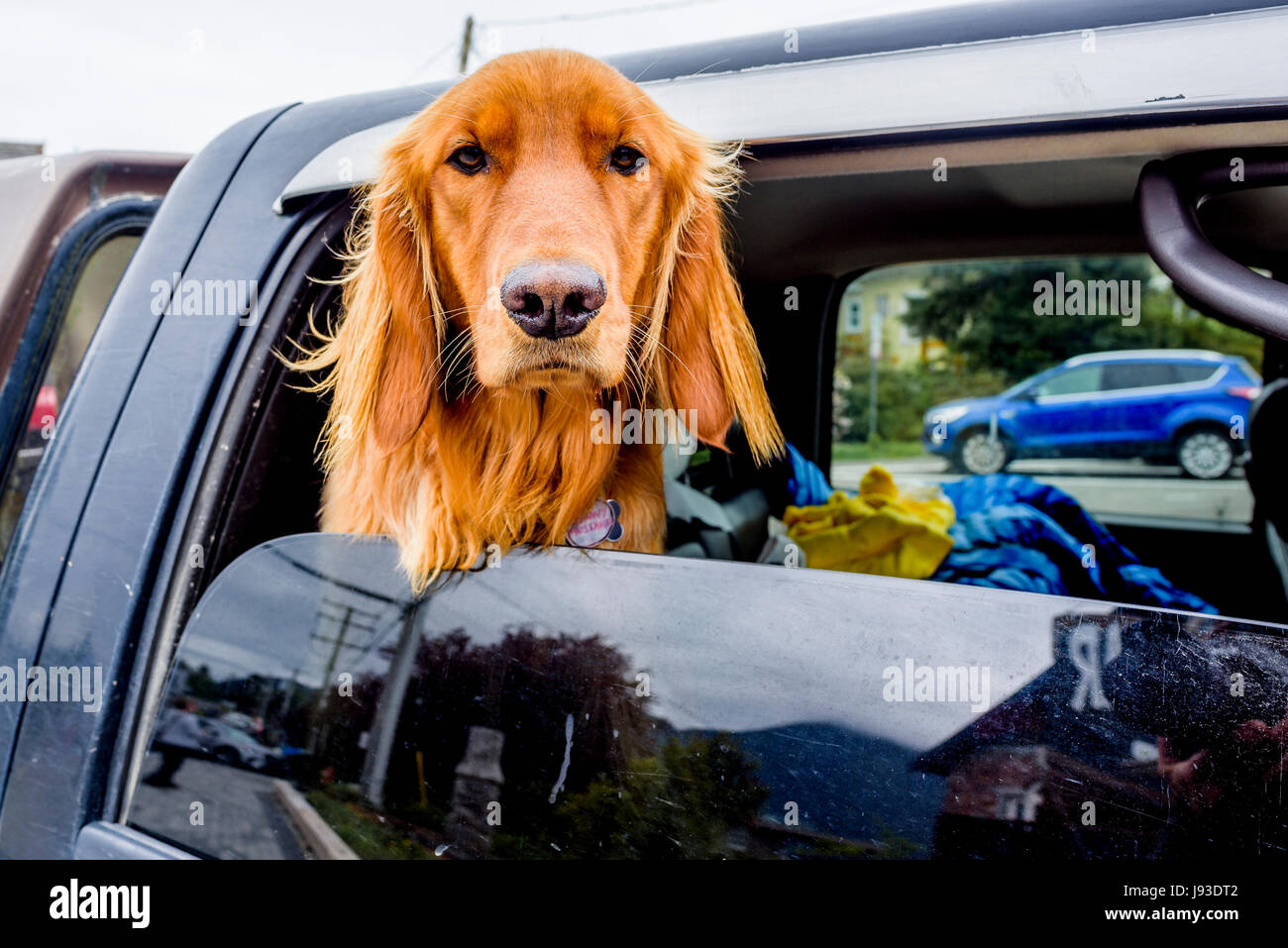 Irish Red Setter Hund im Auto Blick durch Fenster Stockfoto