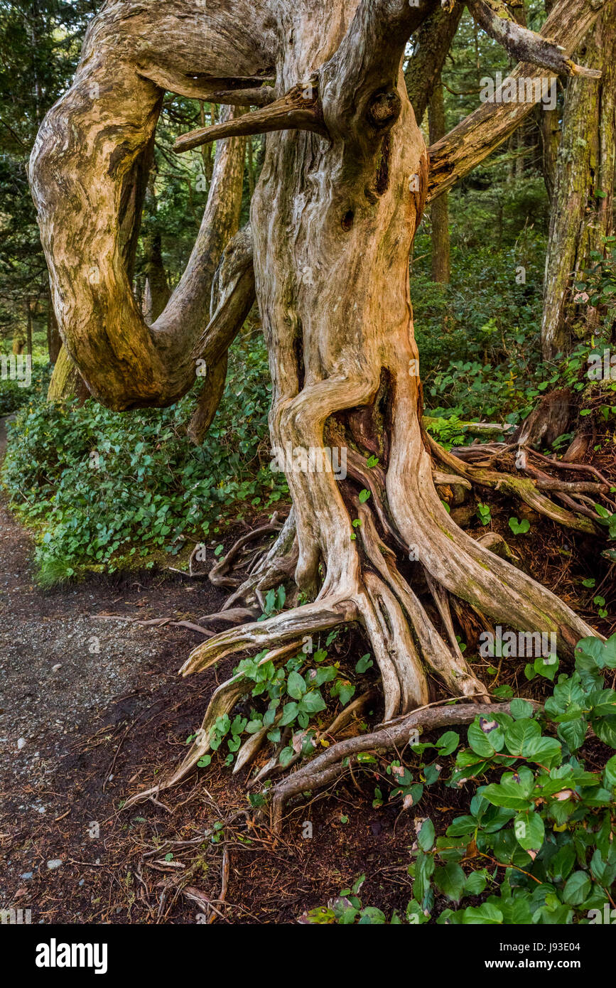 Knorrigen Baum, Wild Pacific Trail, Ucluelet, Vancouver Island, British Columbia, Kanada. Stockfoto